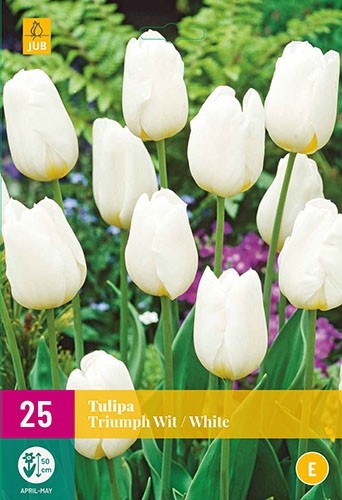 Tulipa triumph wit