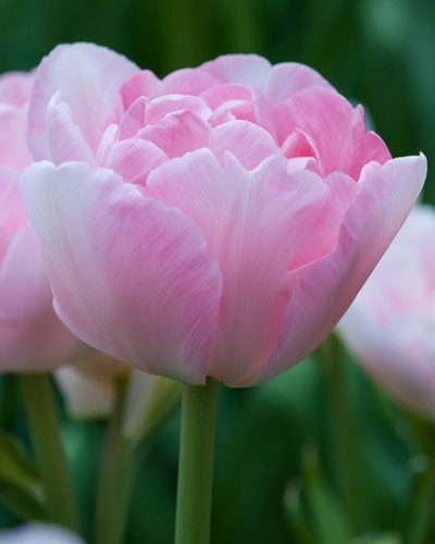 Tulipa 'Angelique'