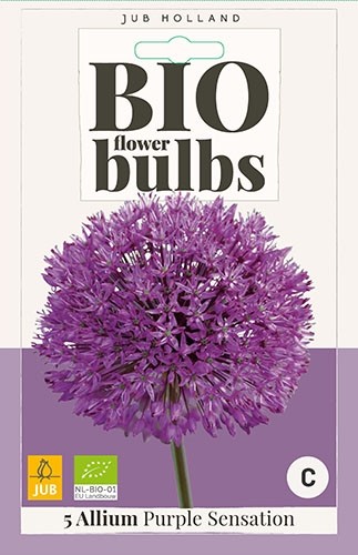 Allium 'Purple Sensation' biologisch