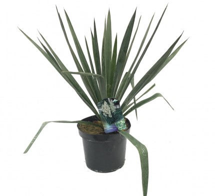 Yucca Filamentosa